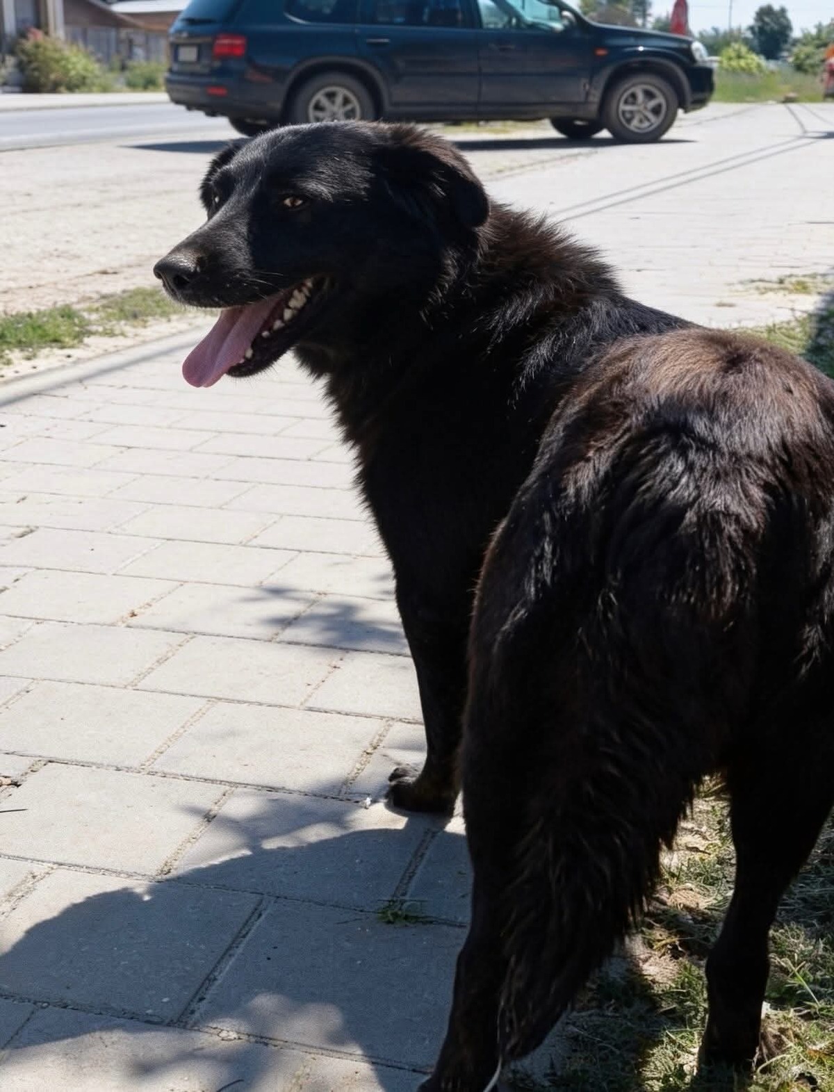 Adoption Zia