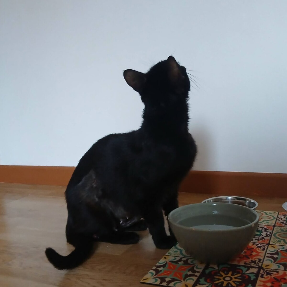 Adoption Sylvia