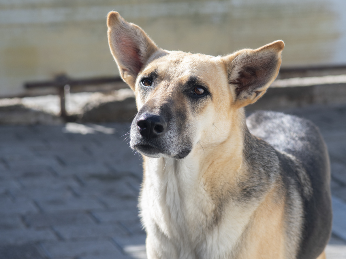 Adoption Vendie