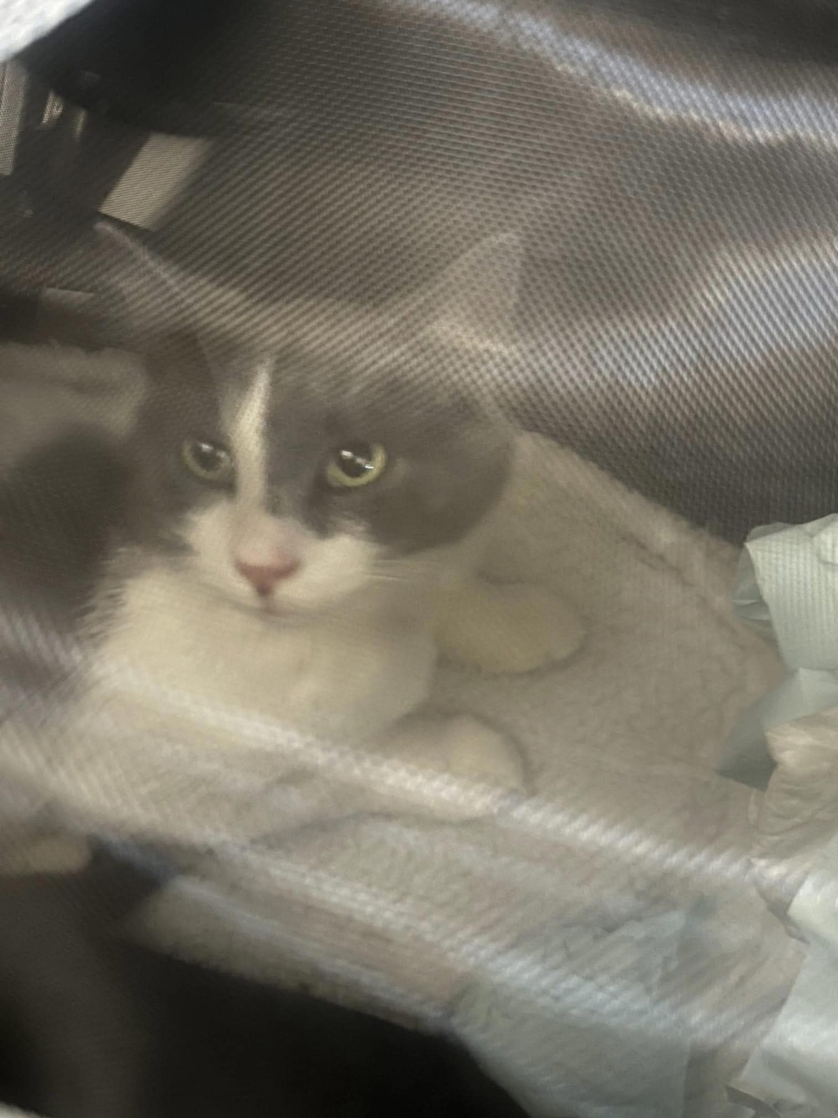Adoption Berlioz