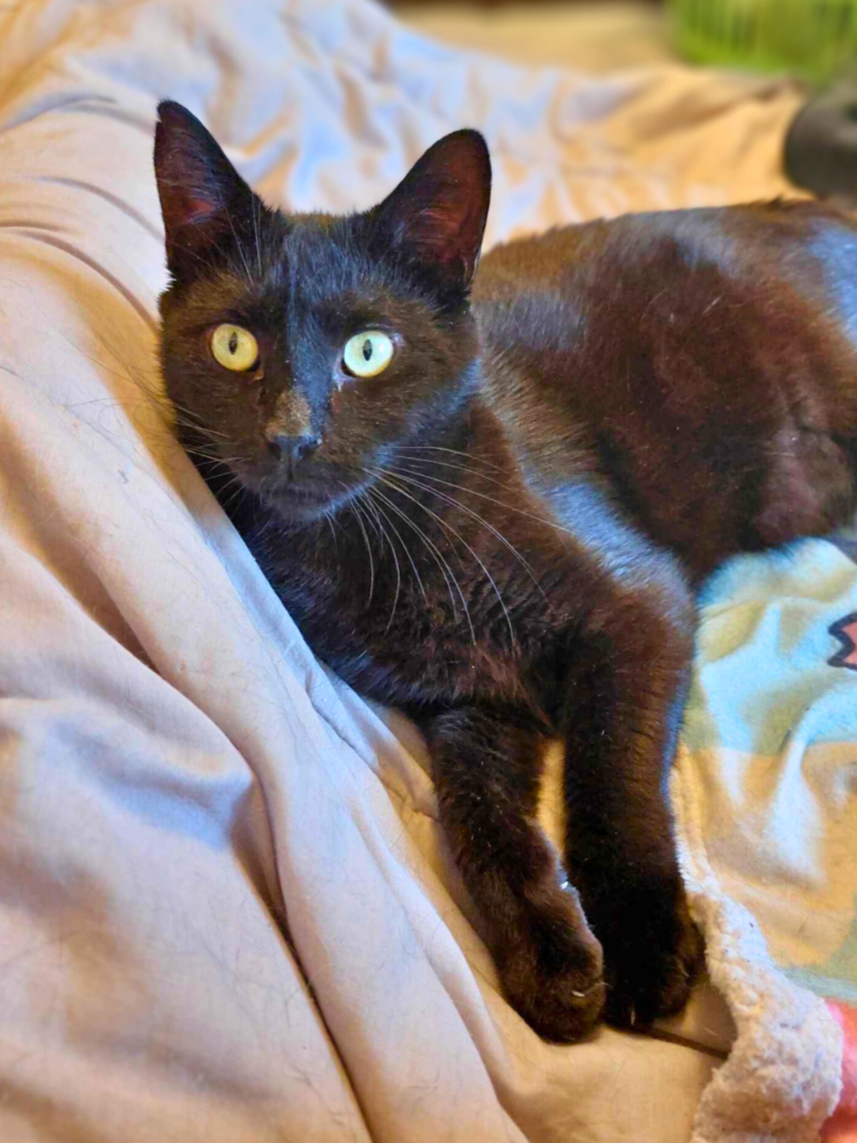 Adoption Warm