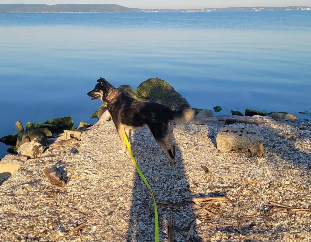 Adoption Talya