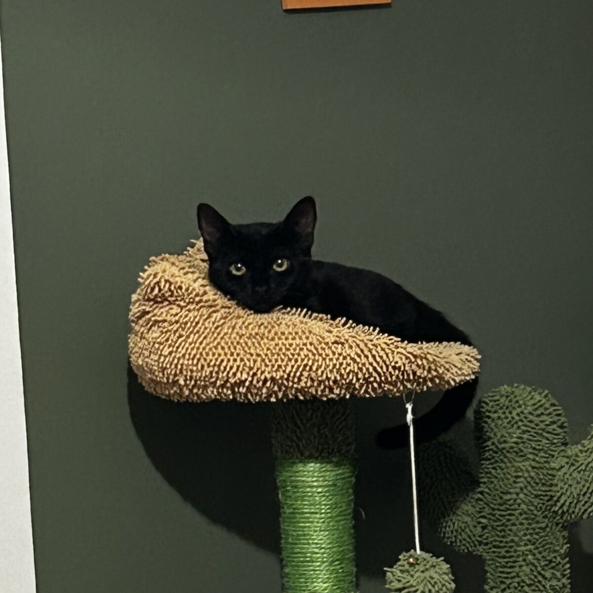 Adoption Loulie
