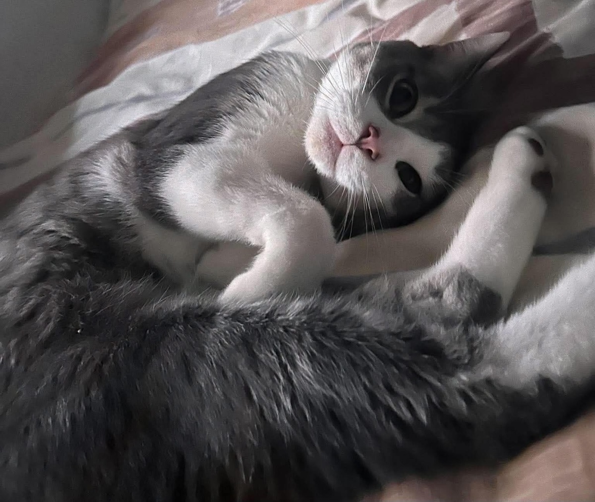 Adoption MIAOUSS