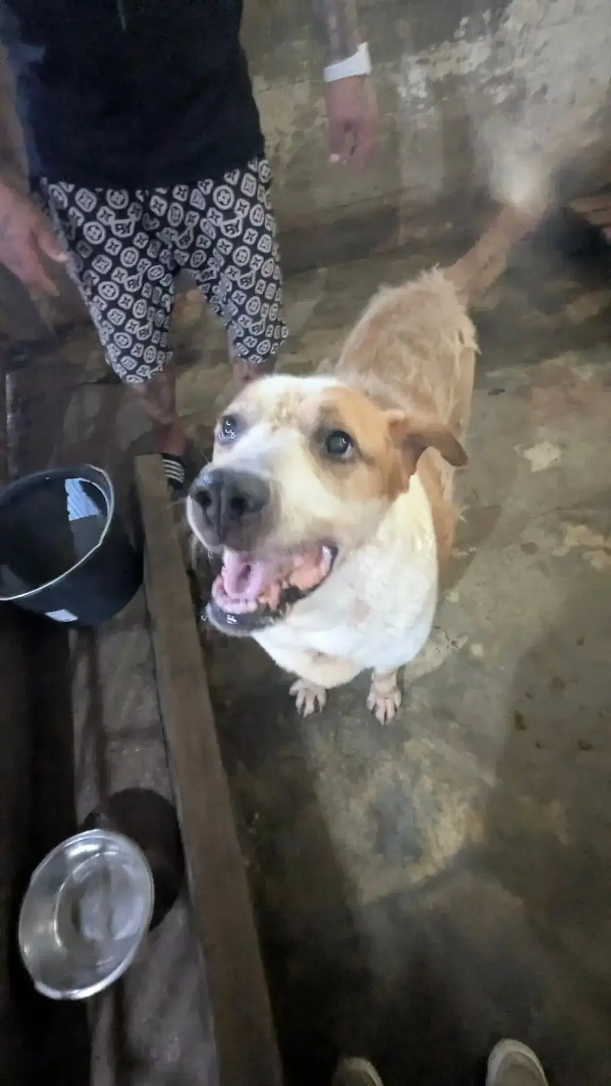 Adoption Jerry