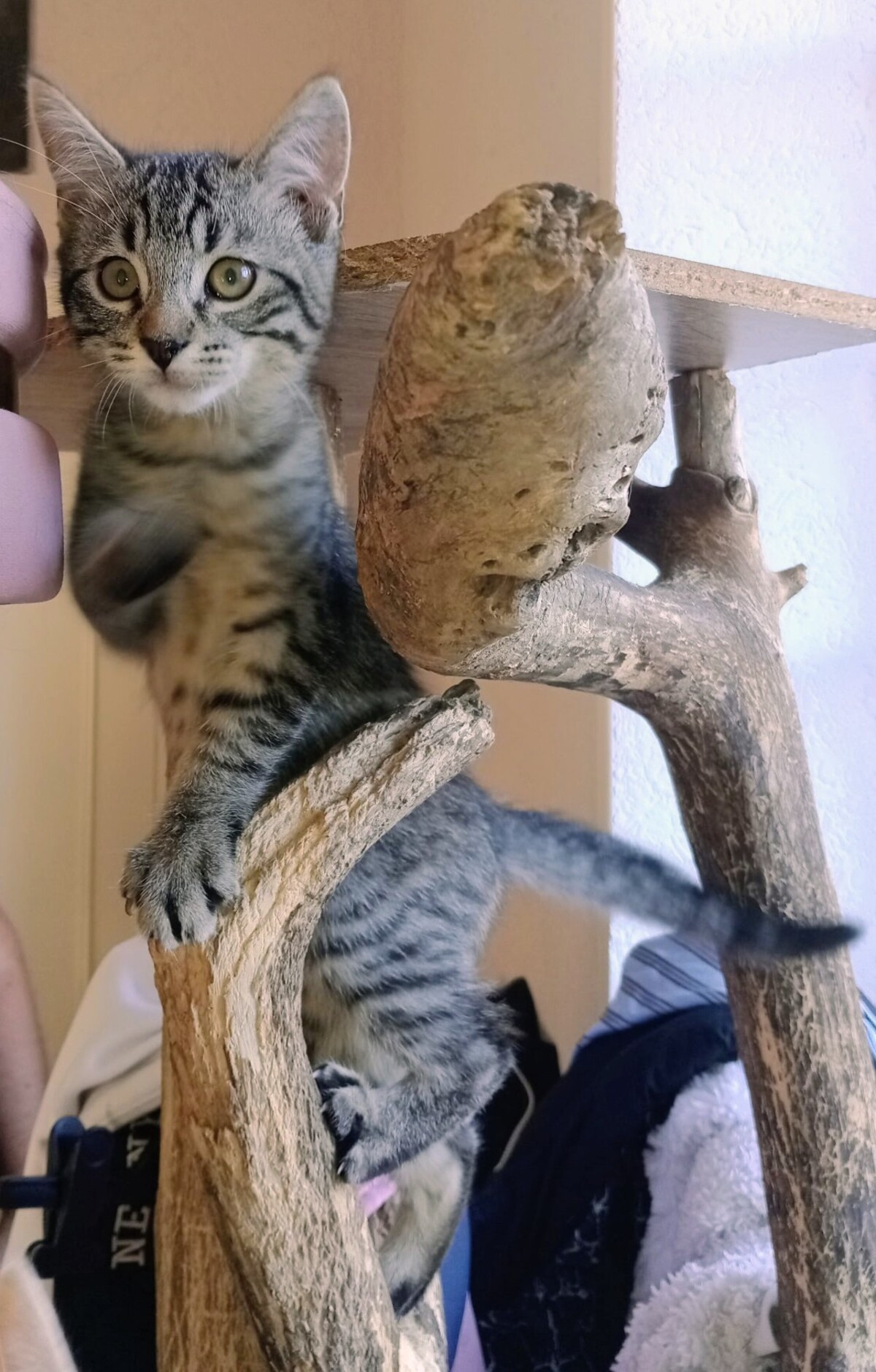 Adoption Baba