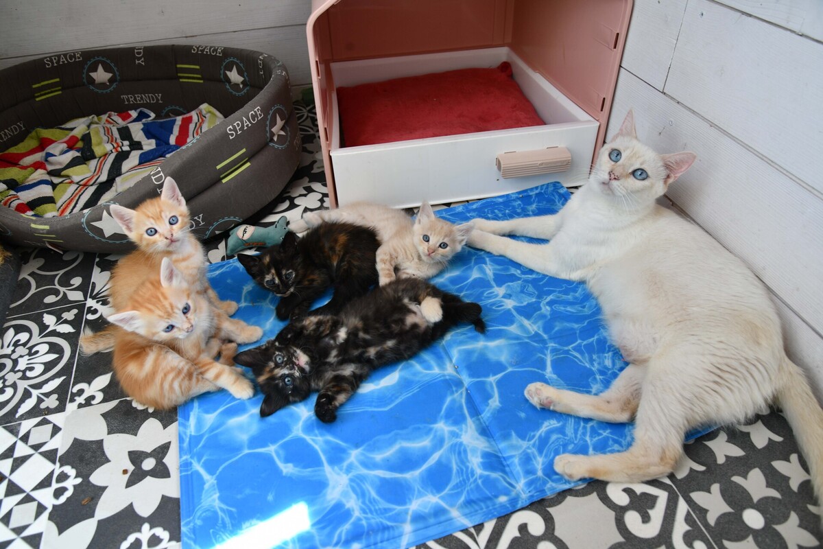 Adoption GALAXIE