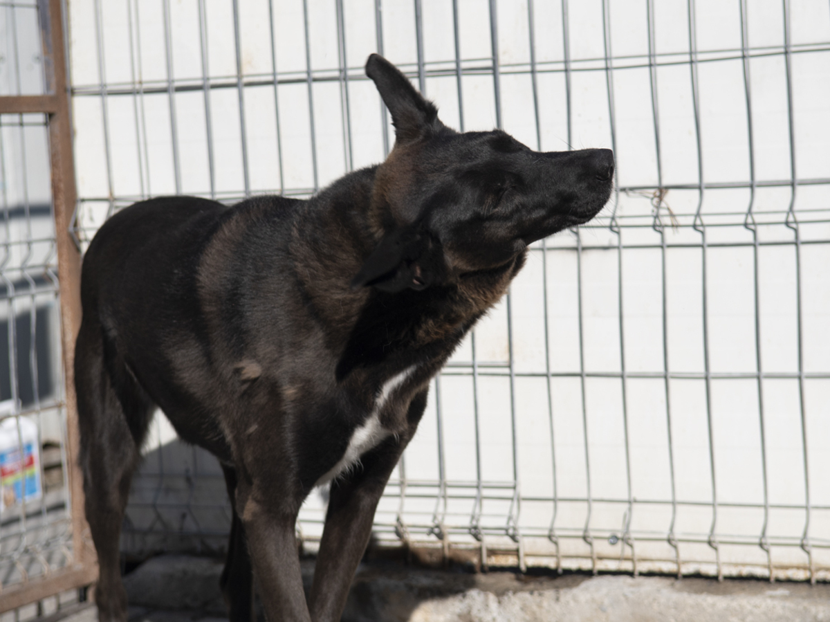Adoption Moorea