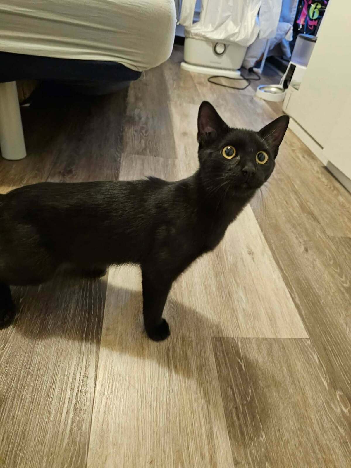 Adoption Nuri
