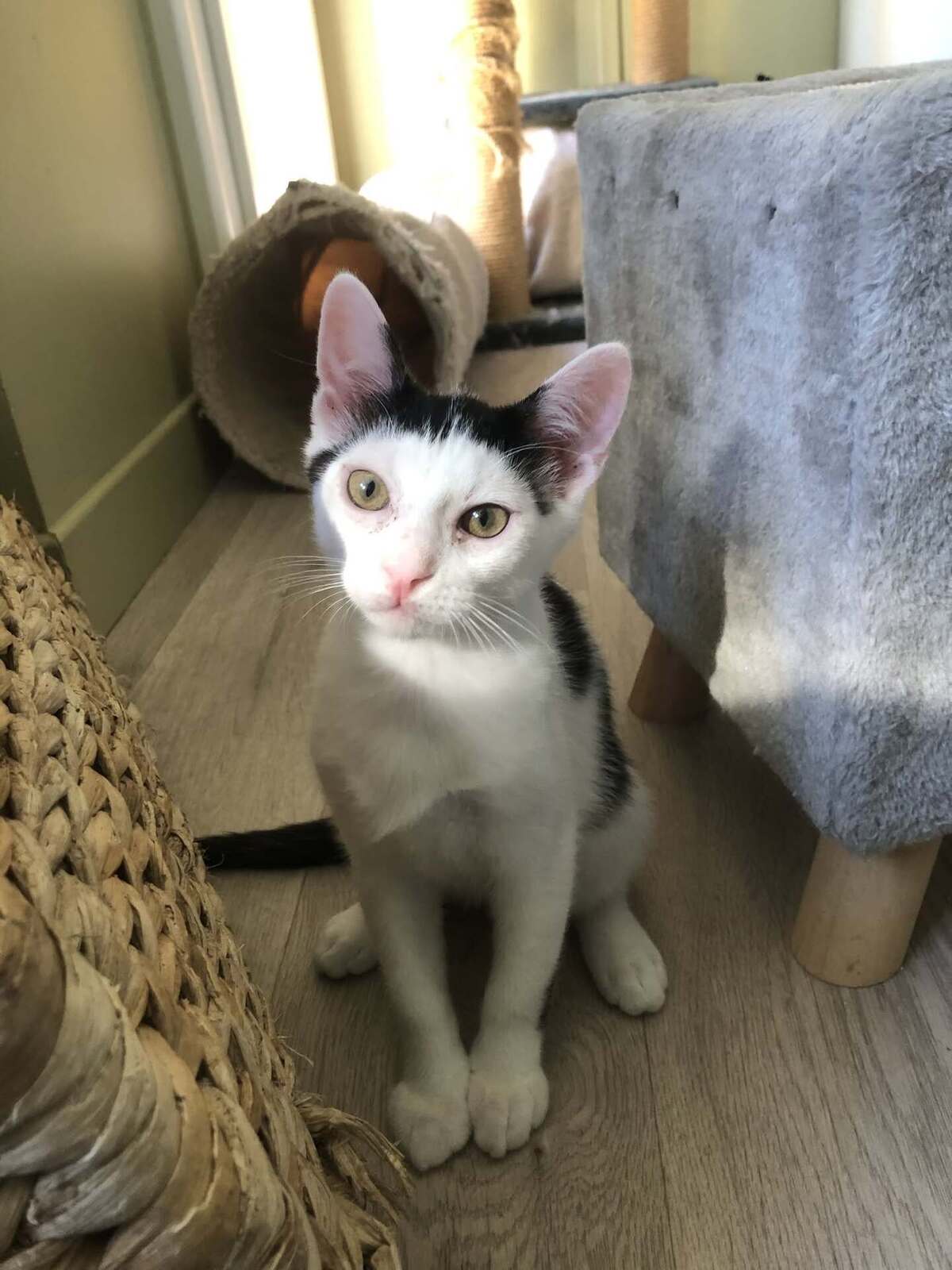 Adoption Hubble