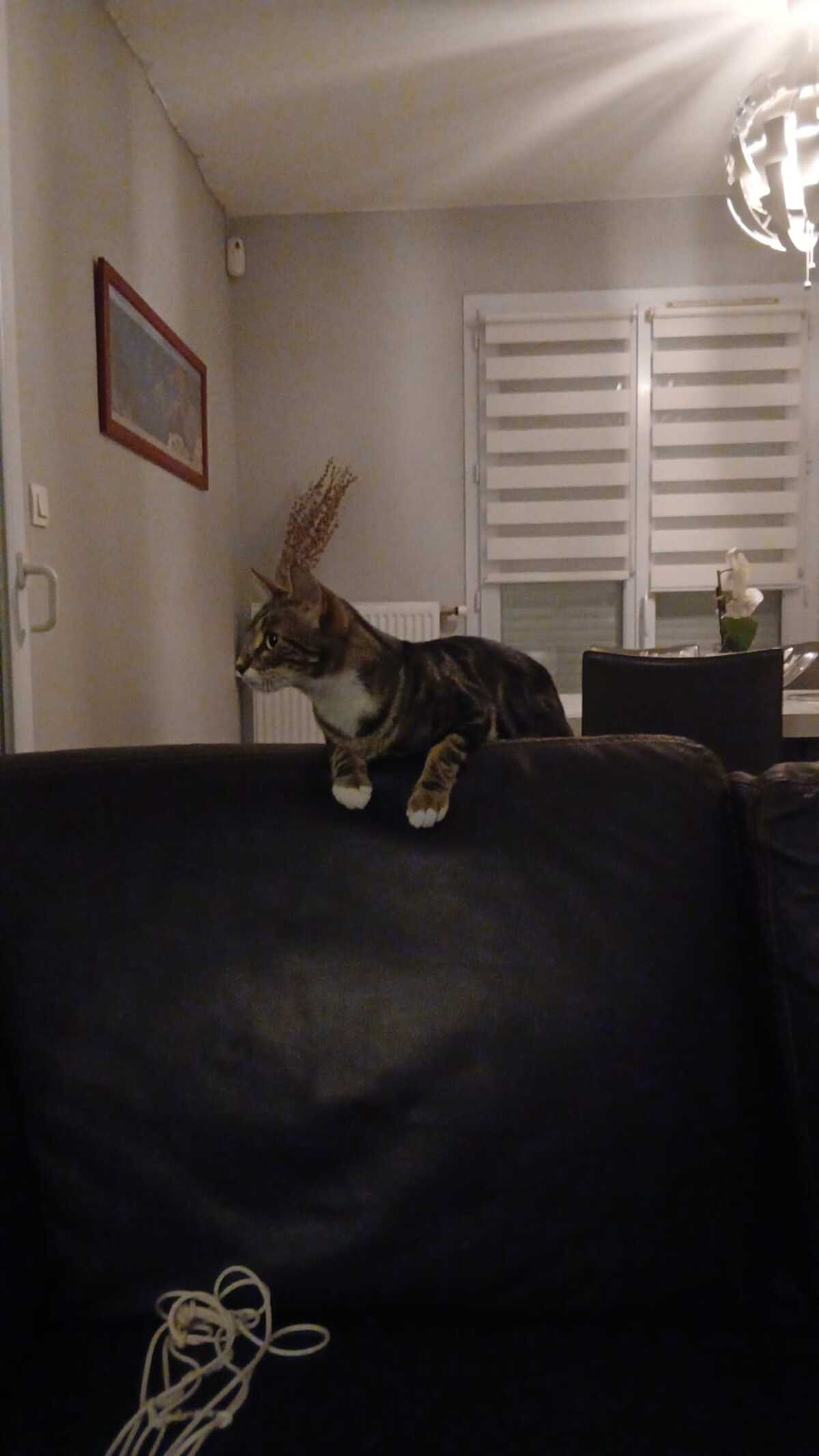 Adoption Athos