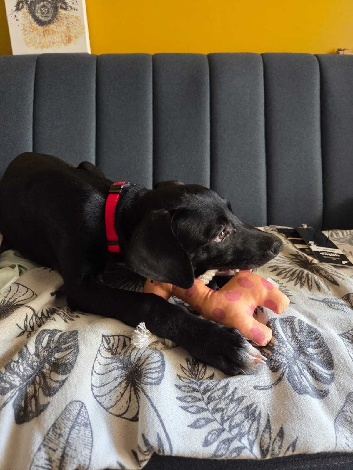 Adoption Mimi