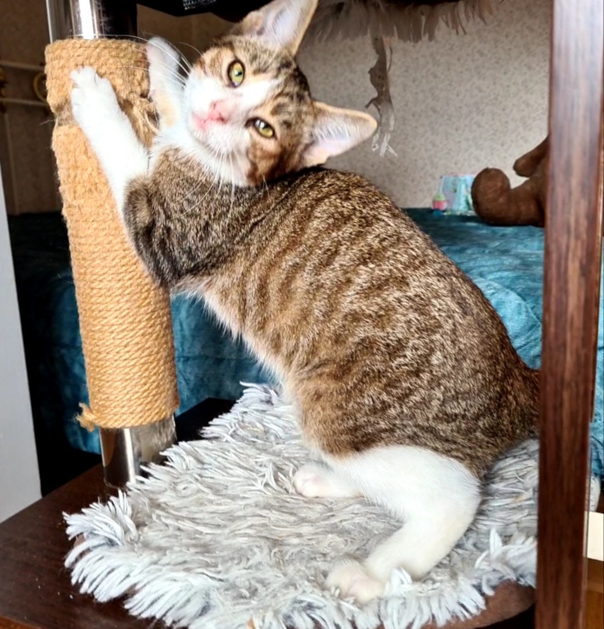 Adoption Rintintin