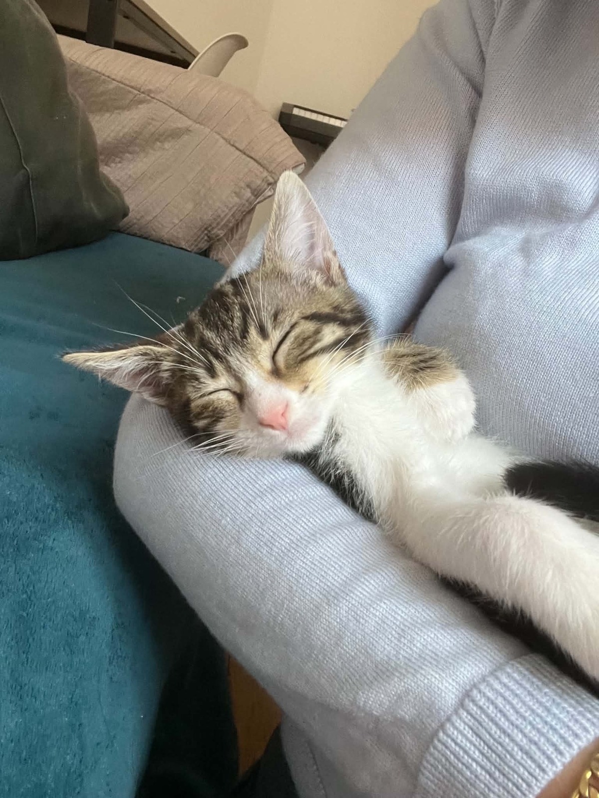 Adoption Mei
