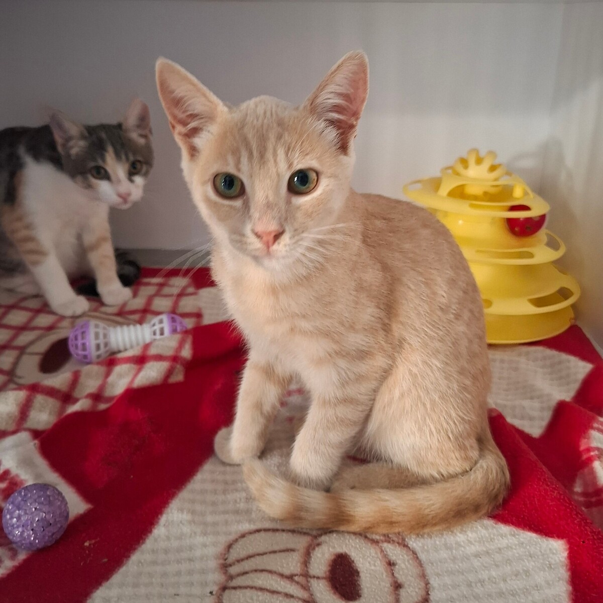 Adoption Bagel