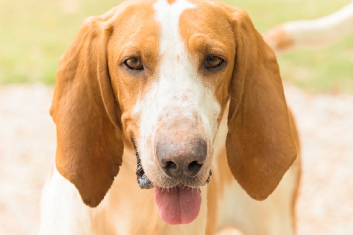 Adoption Ruben