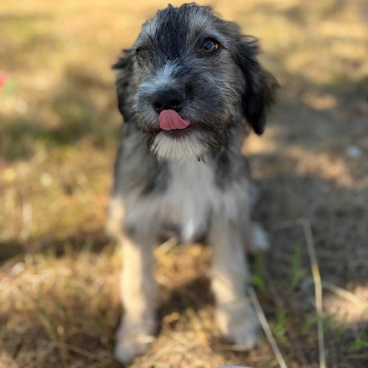 Adoption BOSI