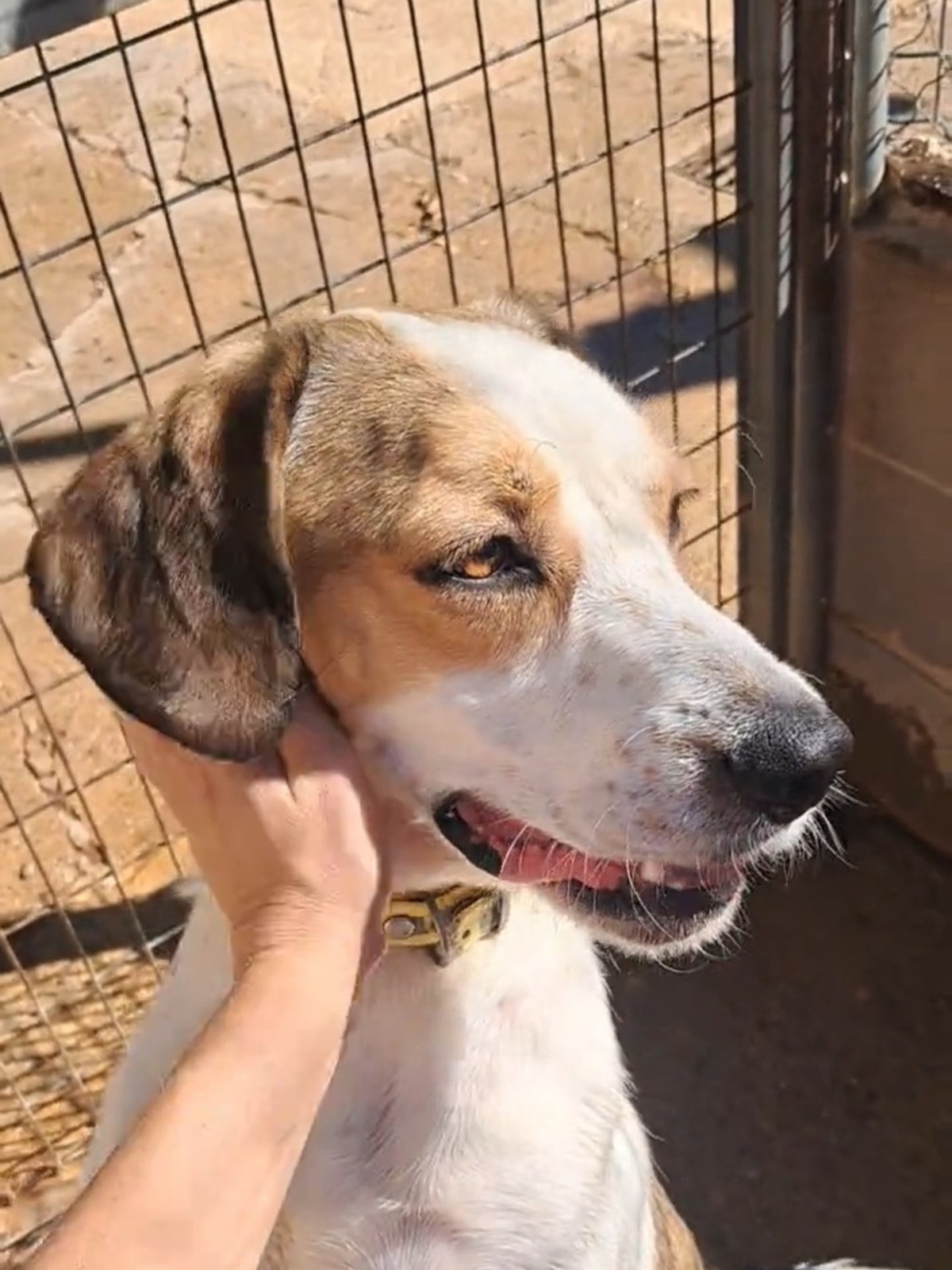 Adoption Brandon