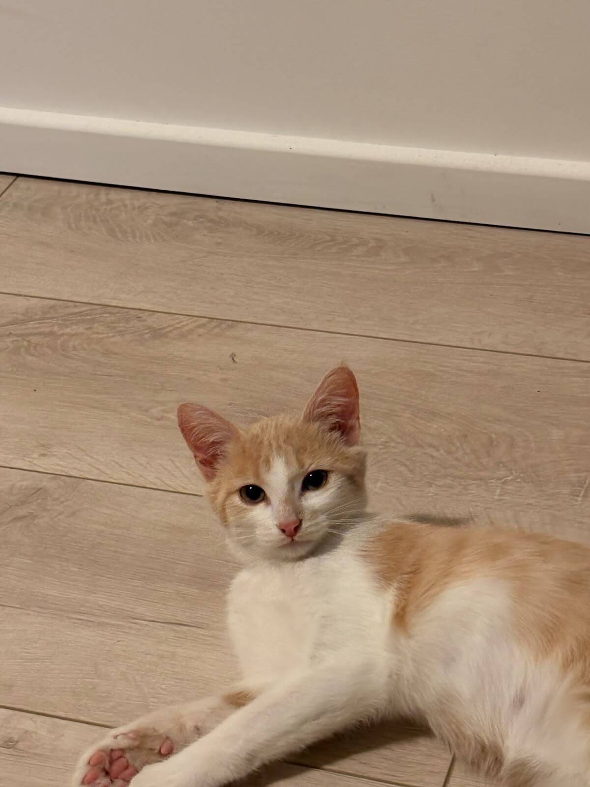 Adoption Blondie
