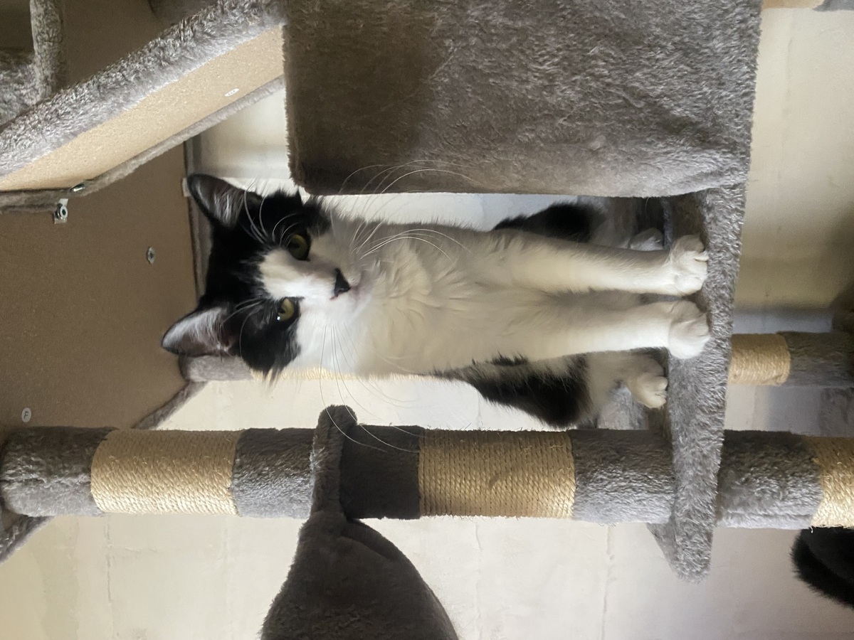 Adoption Chocapic