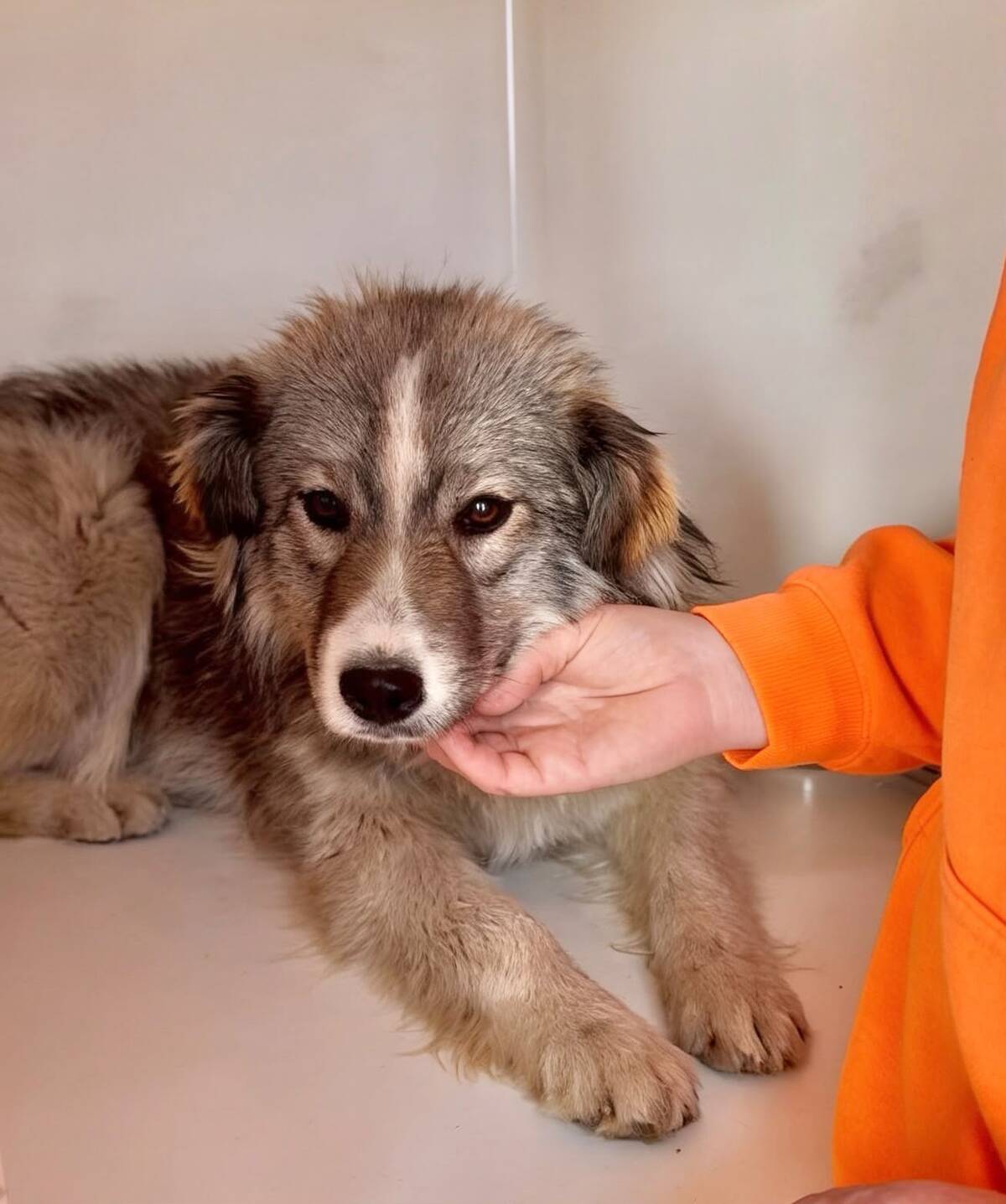 Adoption Saffie