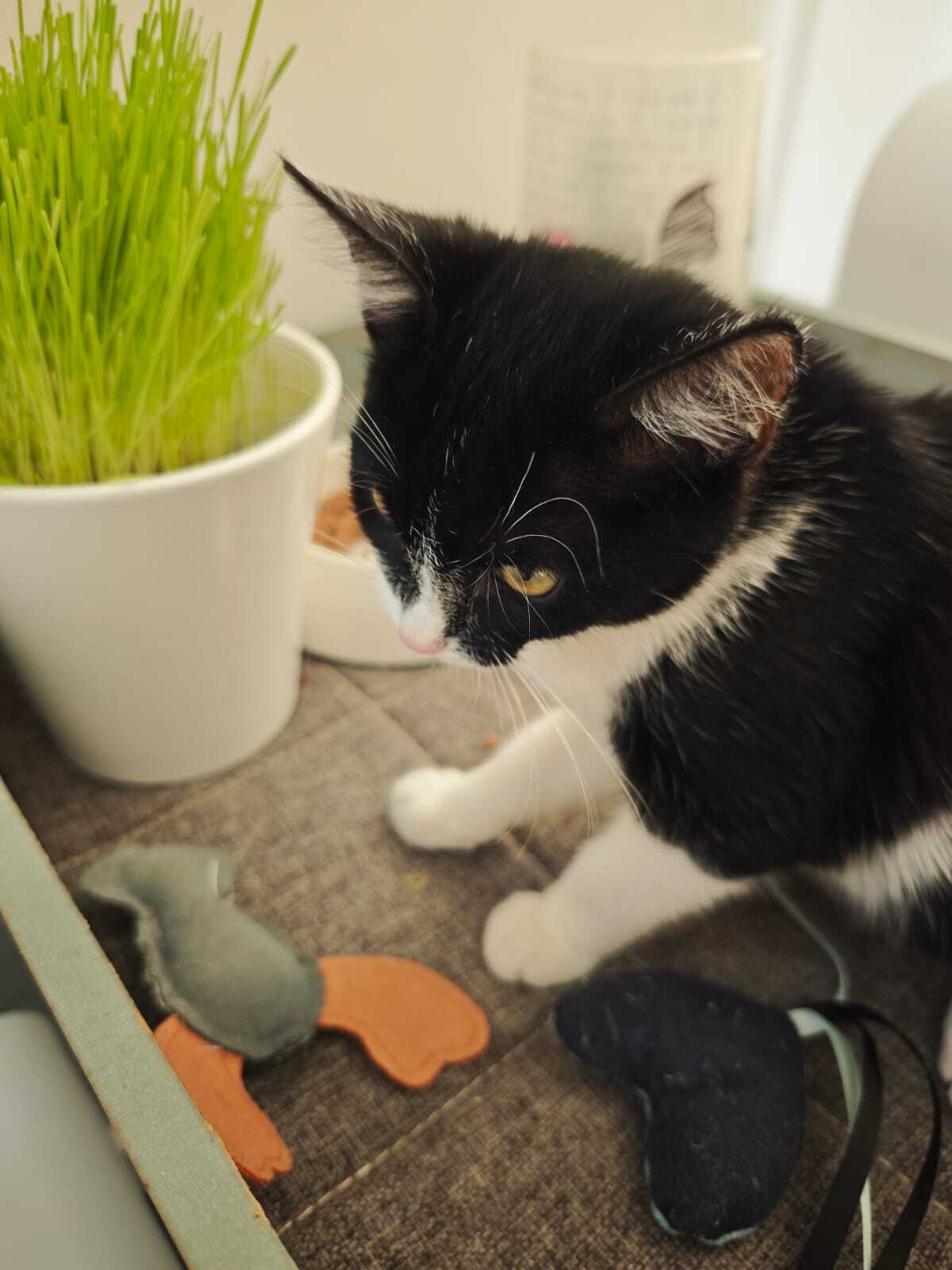 Adoption Nox