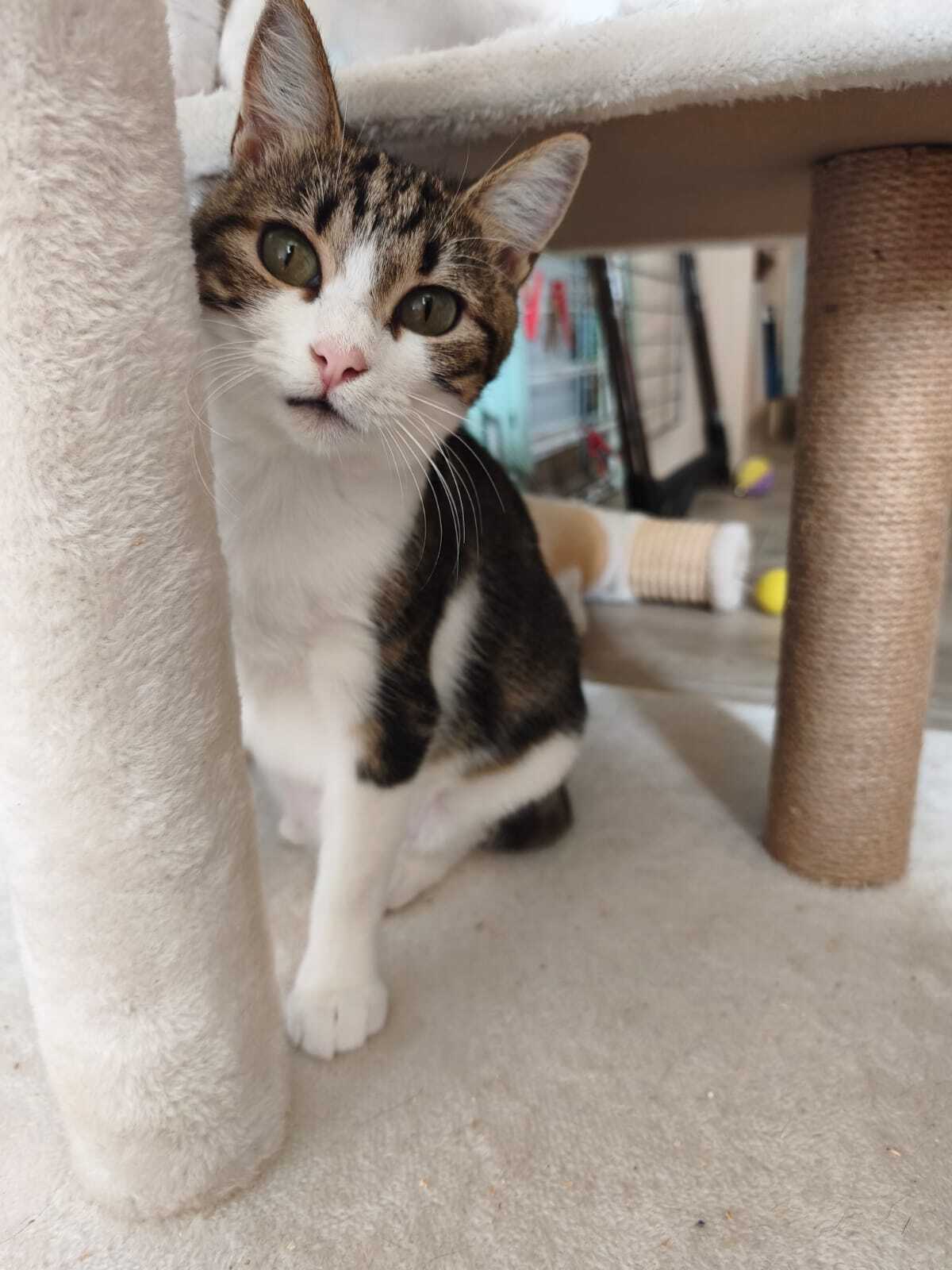 Adoption Fleur