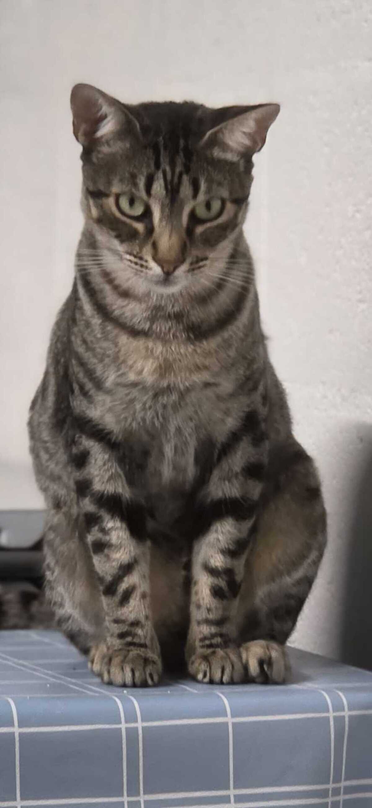 Adoption PEGGY