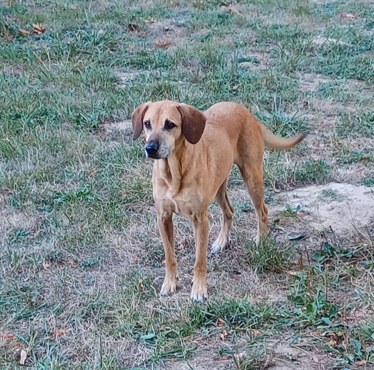 Adoption Andgie