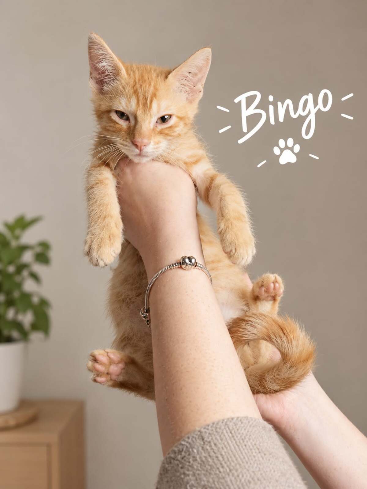 Adoption Bingo