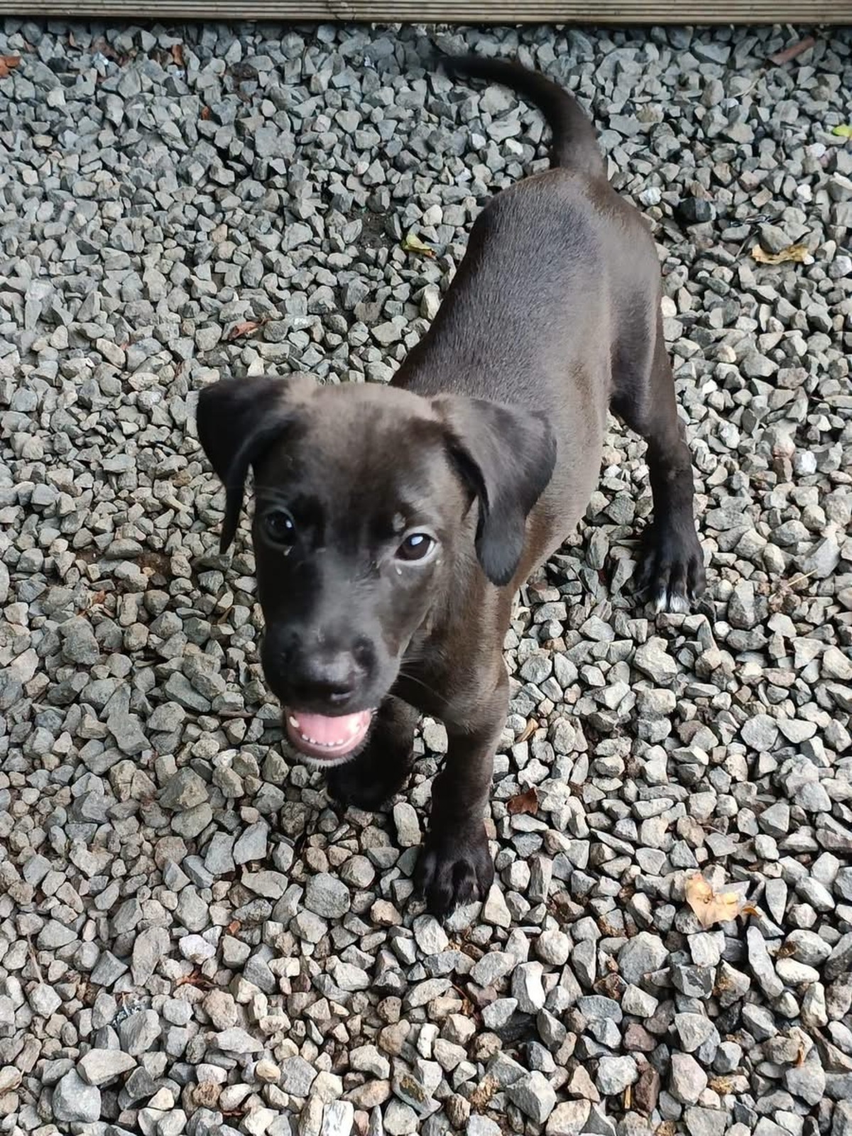 Adoption Luffy