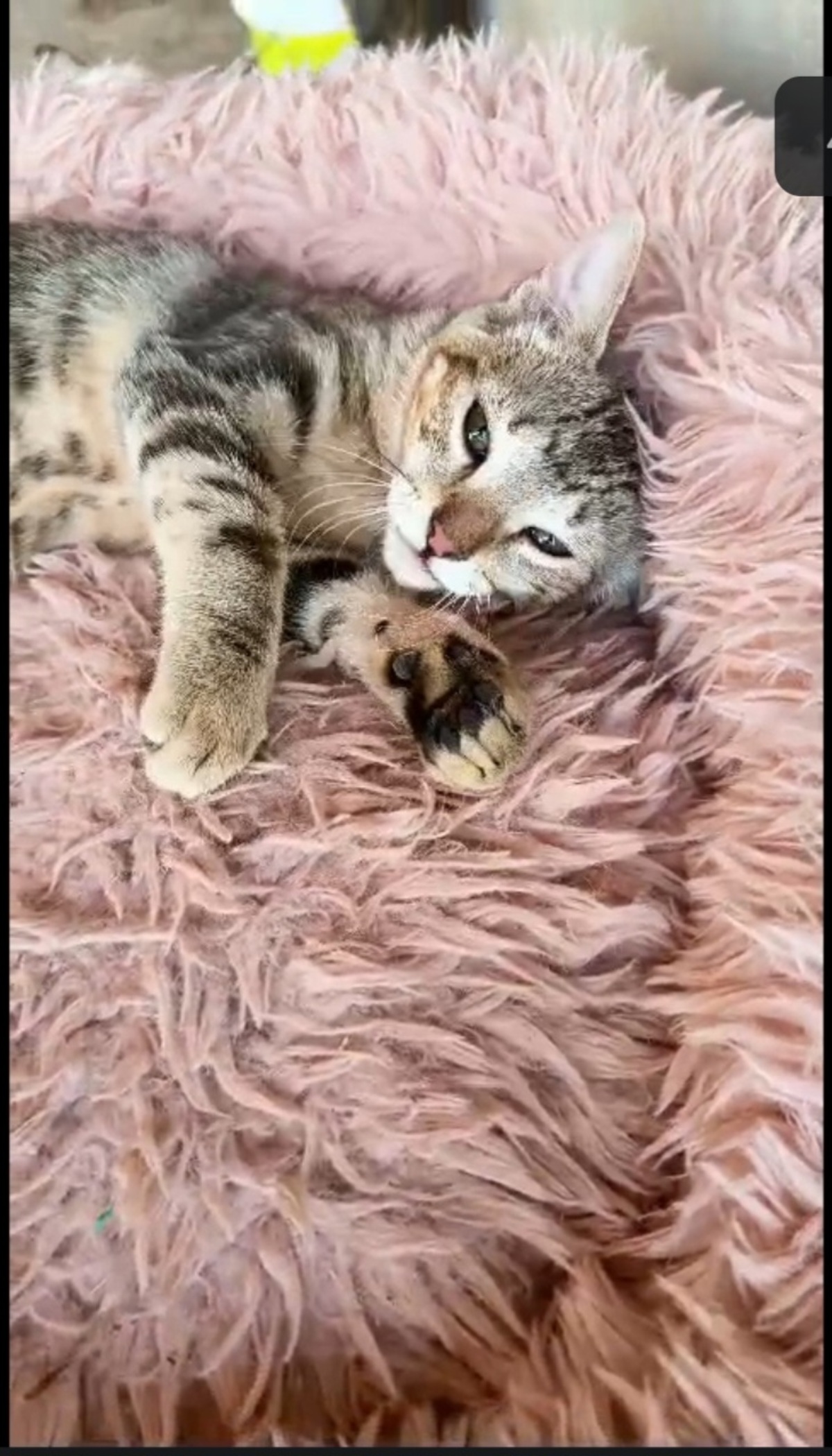 Adoption Faro