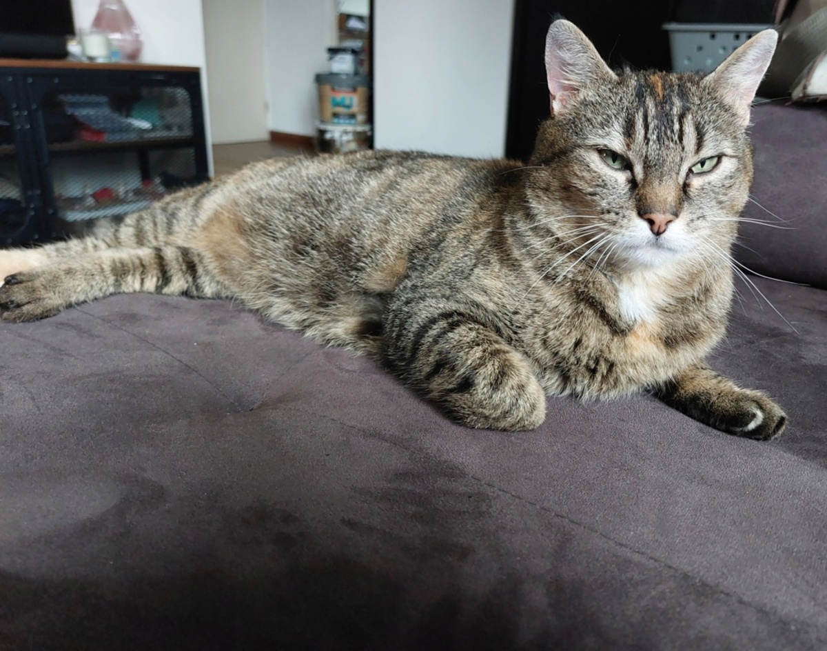Adoption Tupi
