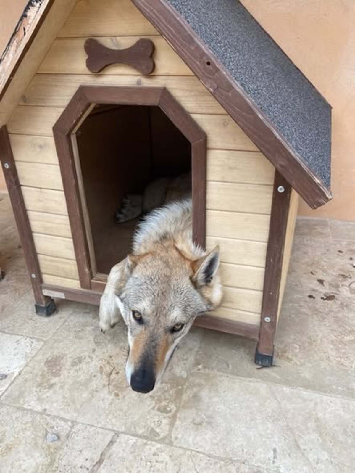 Adoption Olven