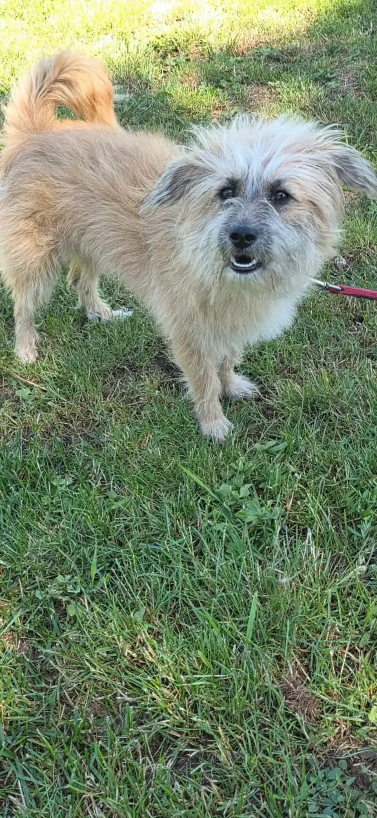 Adoption Biggie