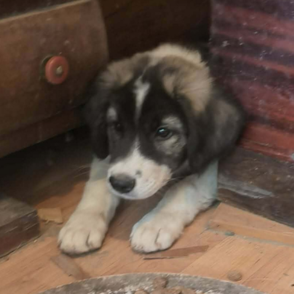 Adoption Dodo