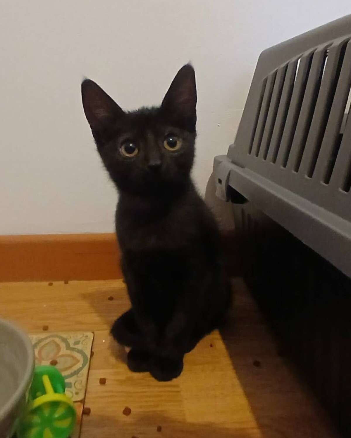 Adoption Vio