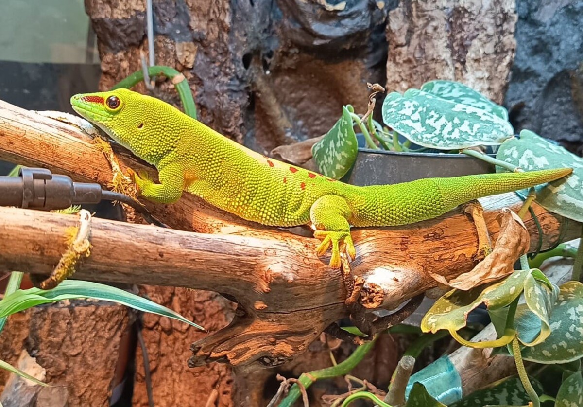 Adoption Zoom