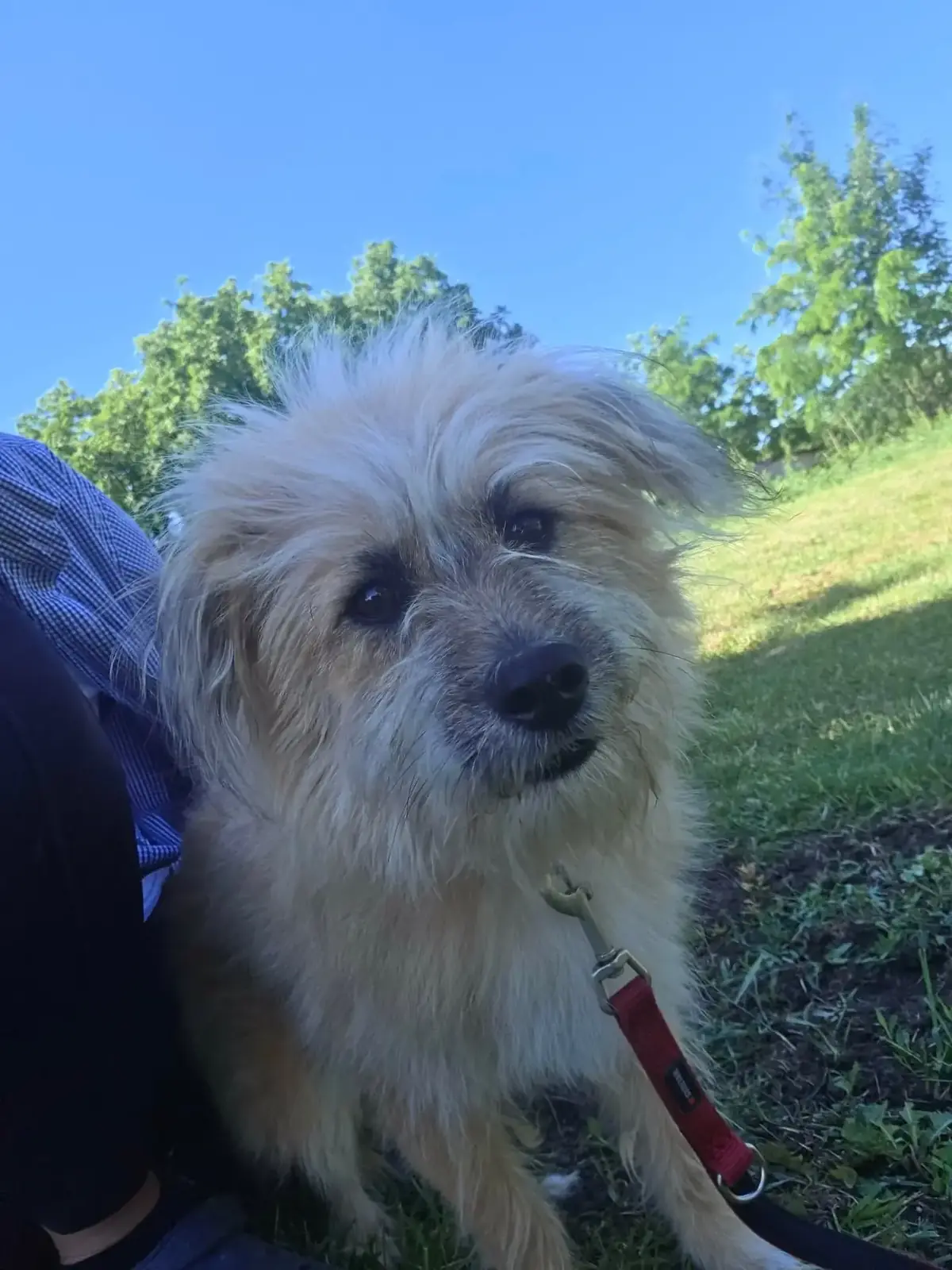 Adoption Biggie