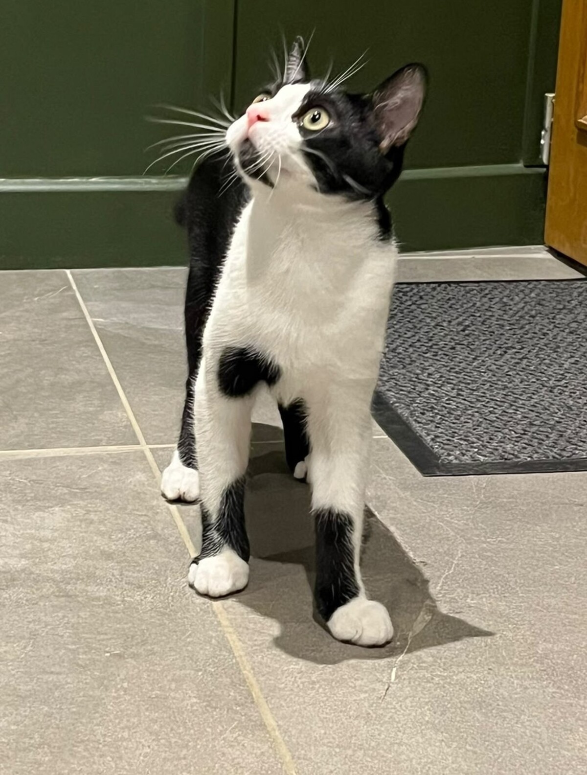 Adoption Charly
