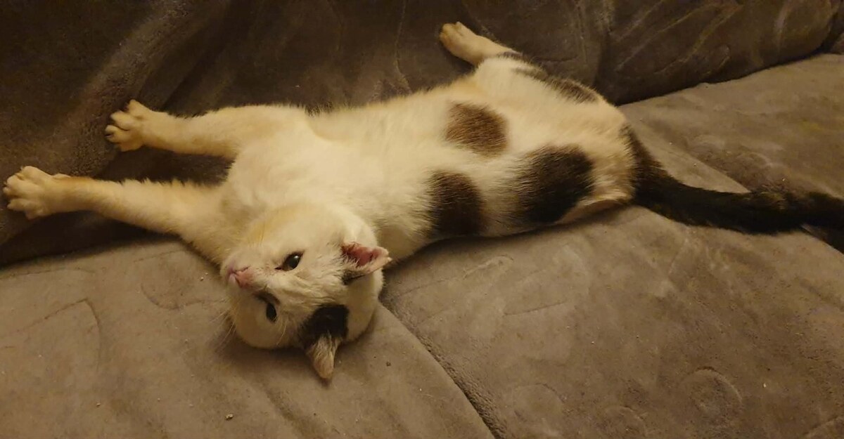 Adoption Chouchou