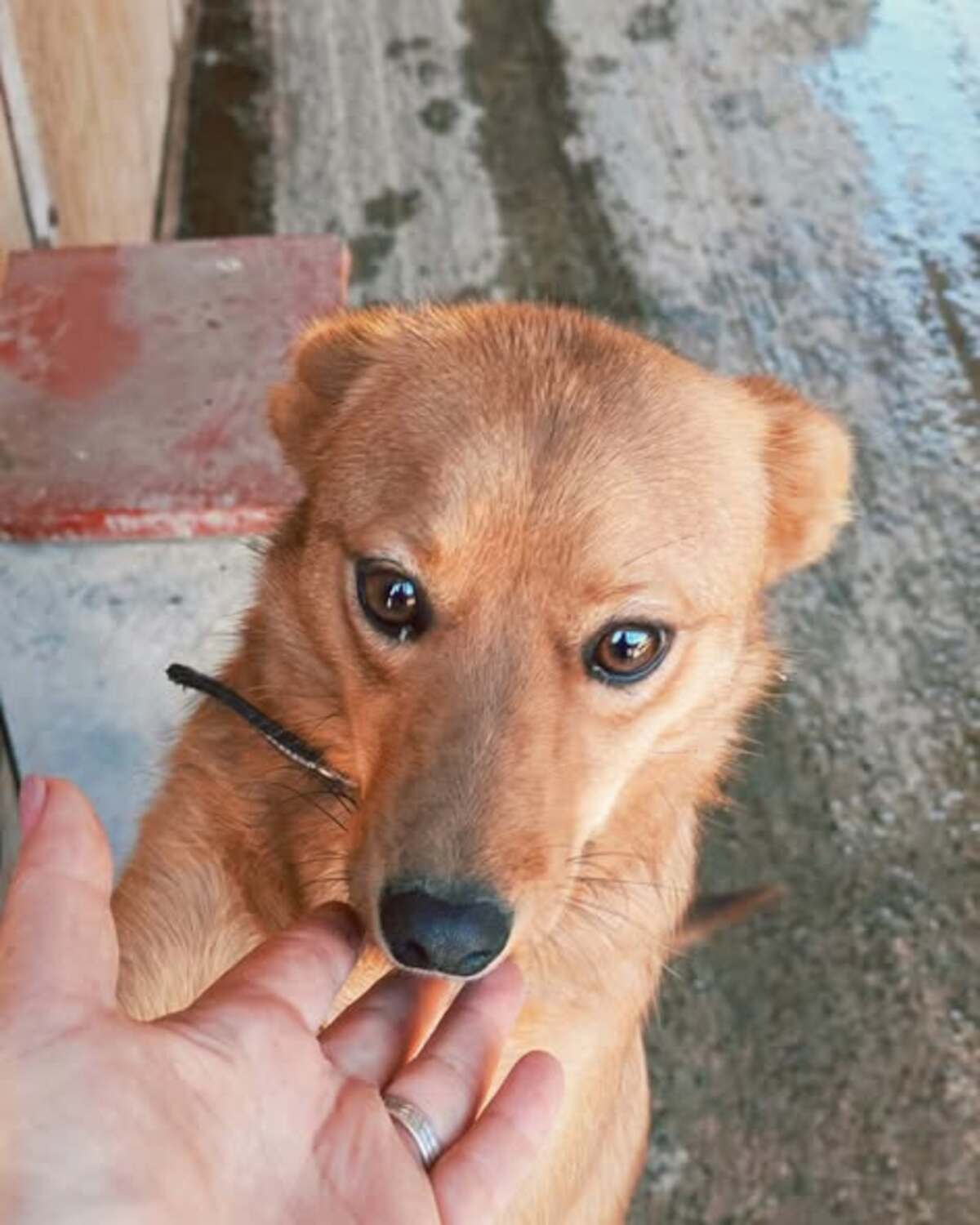 Adoption Paz