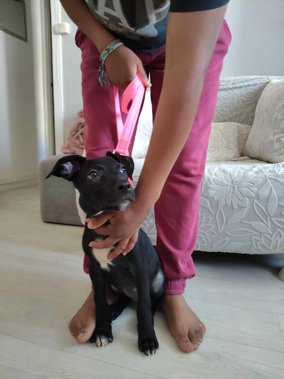 Adoption Mimi