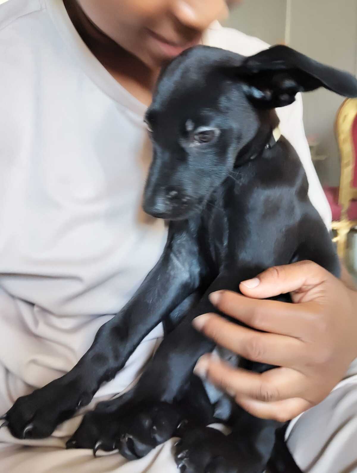 Adoption Alma