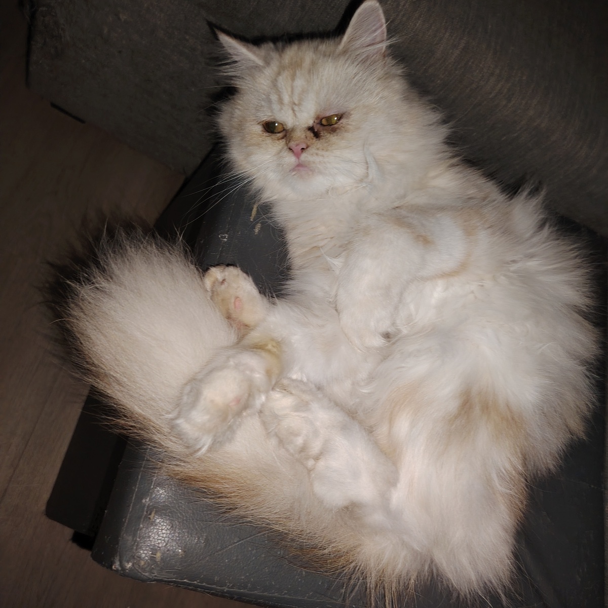 Adoption Lili