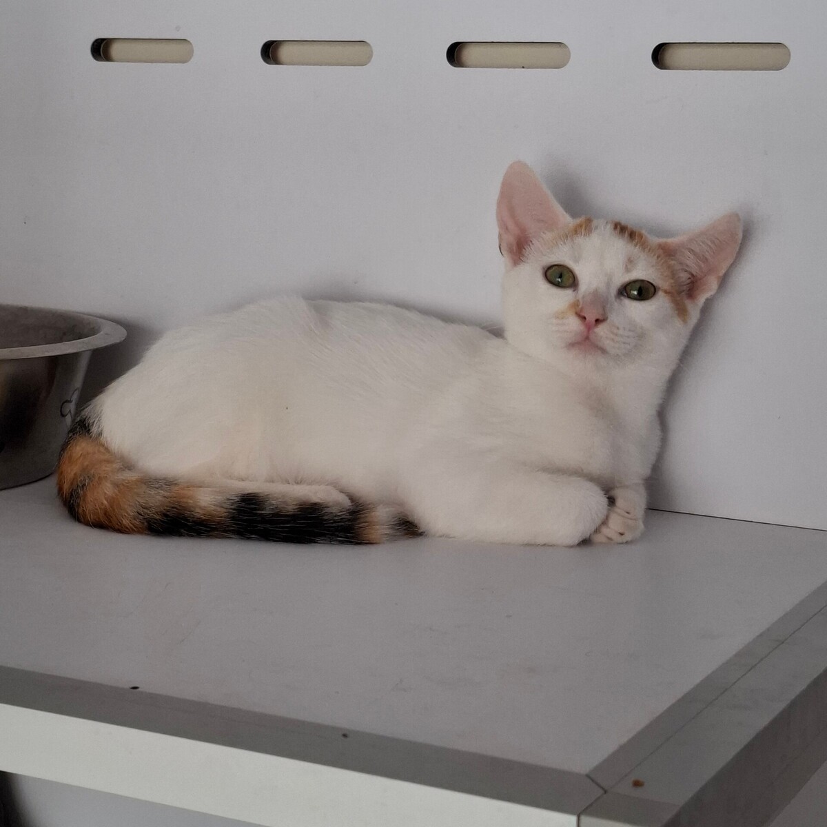 Adoption BERMUDE
