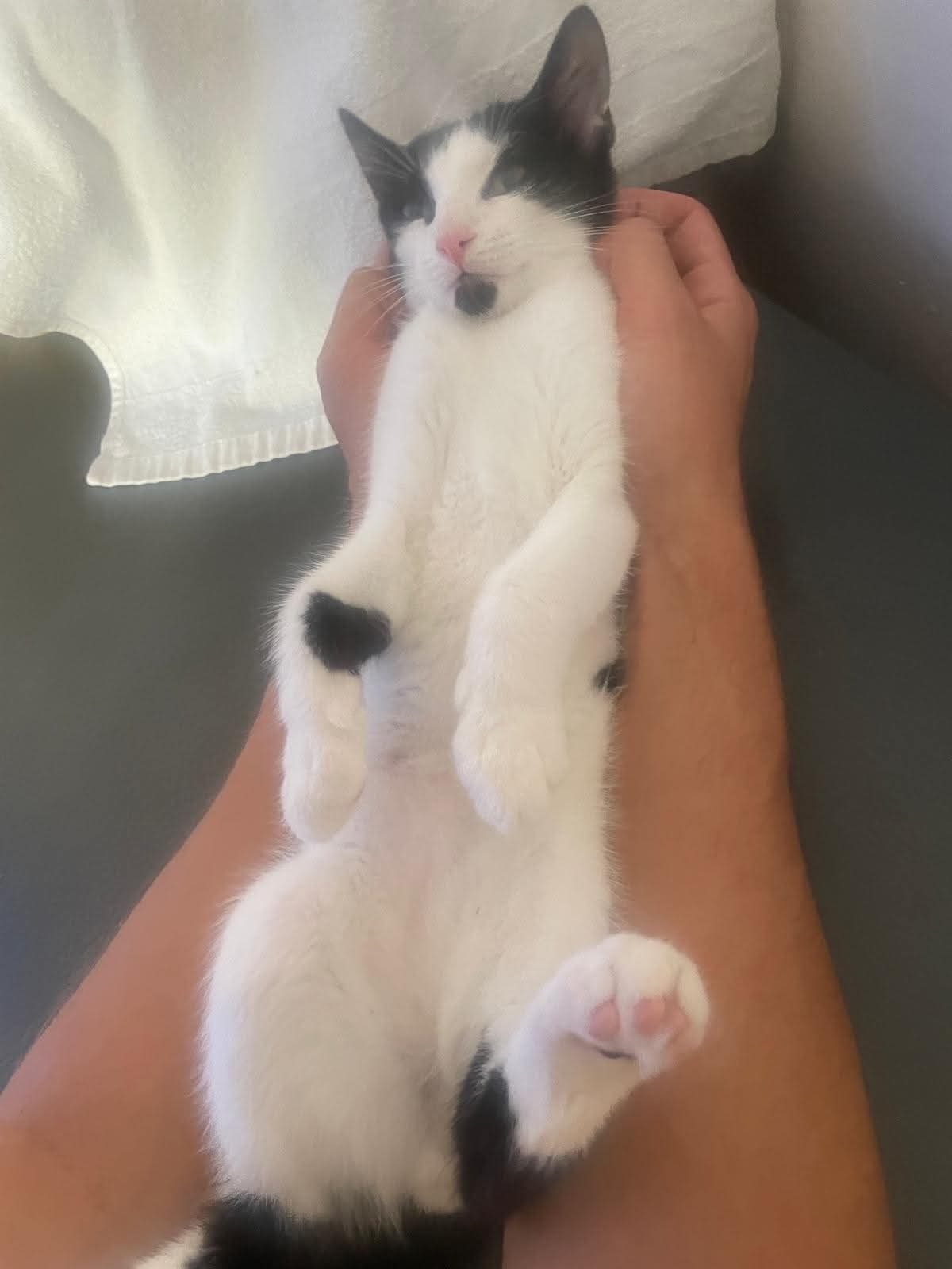 Adoption Arthur