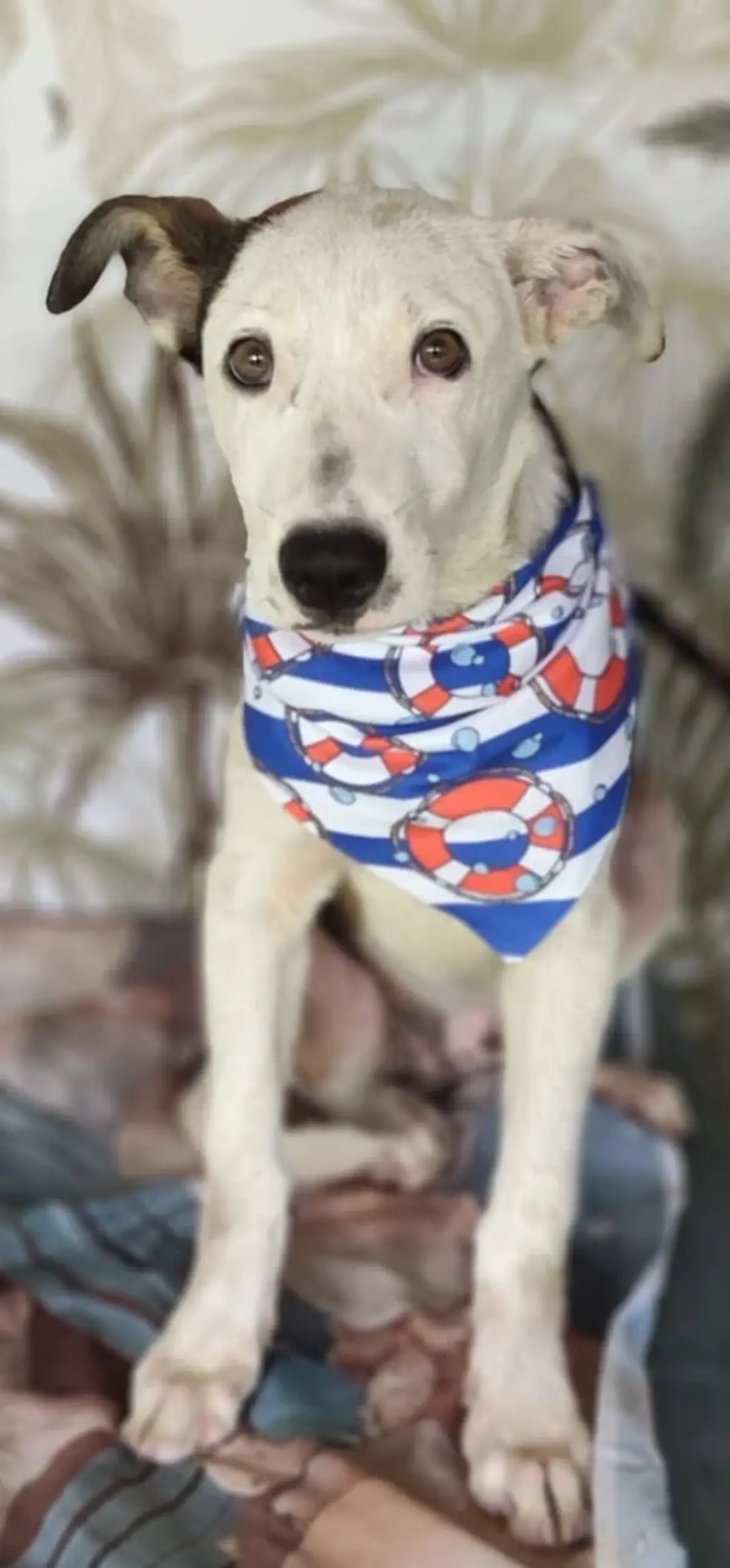 Adoption Astro