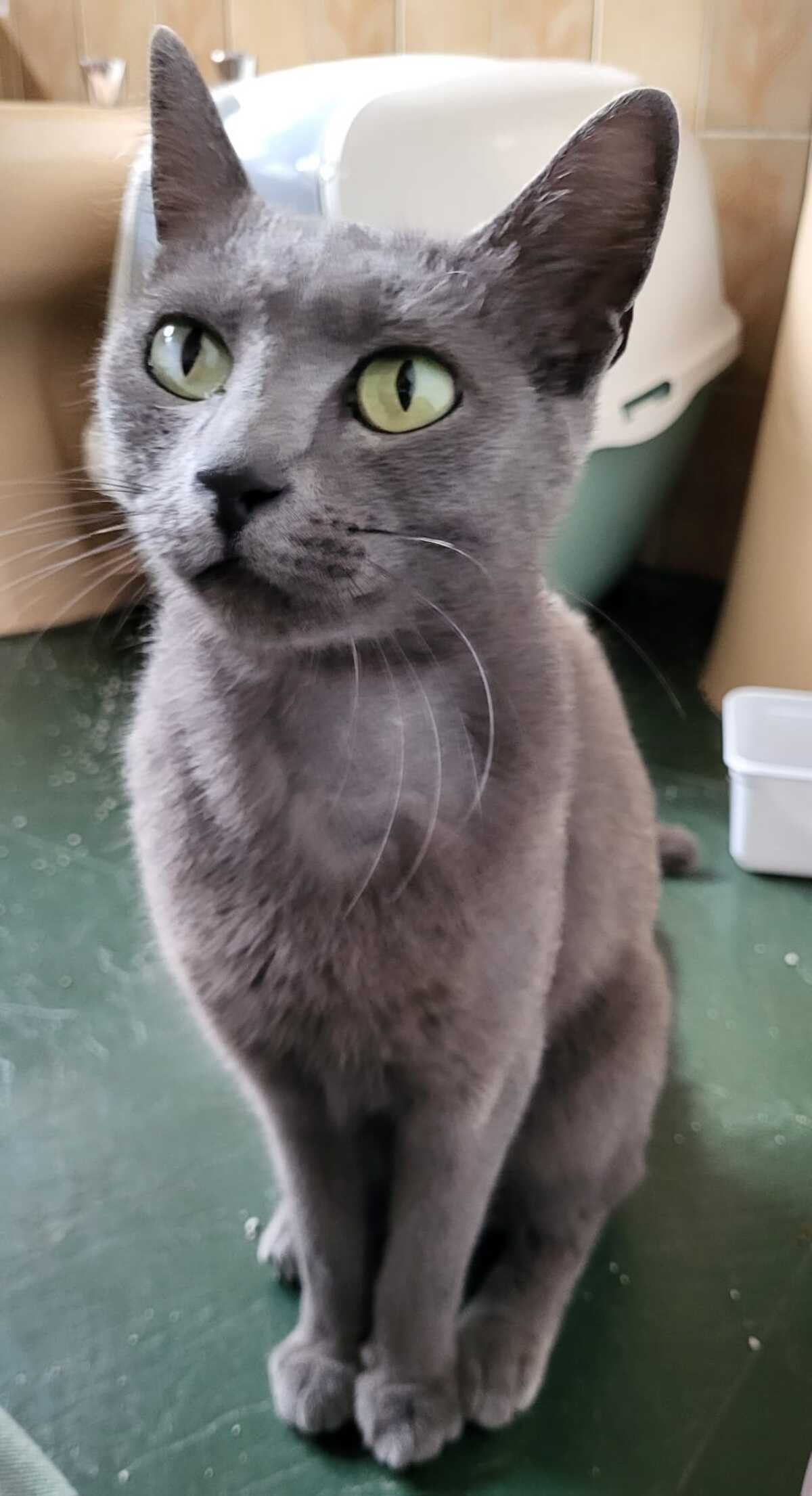 Adoption OMBRE