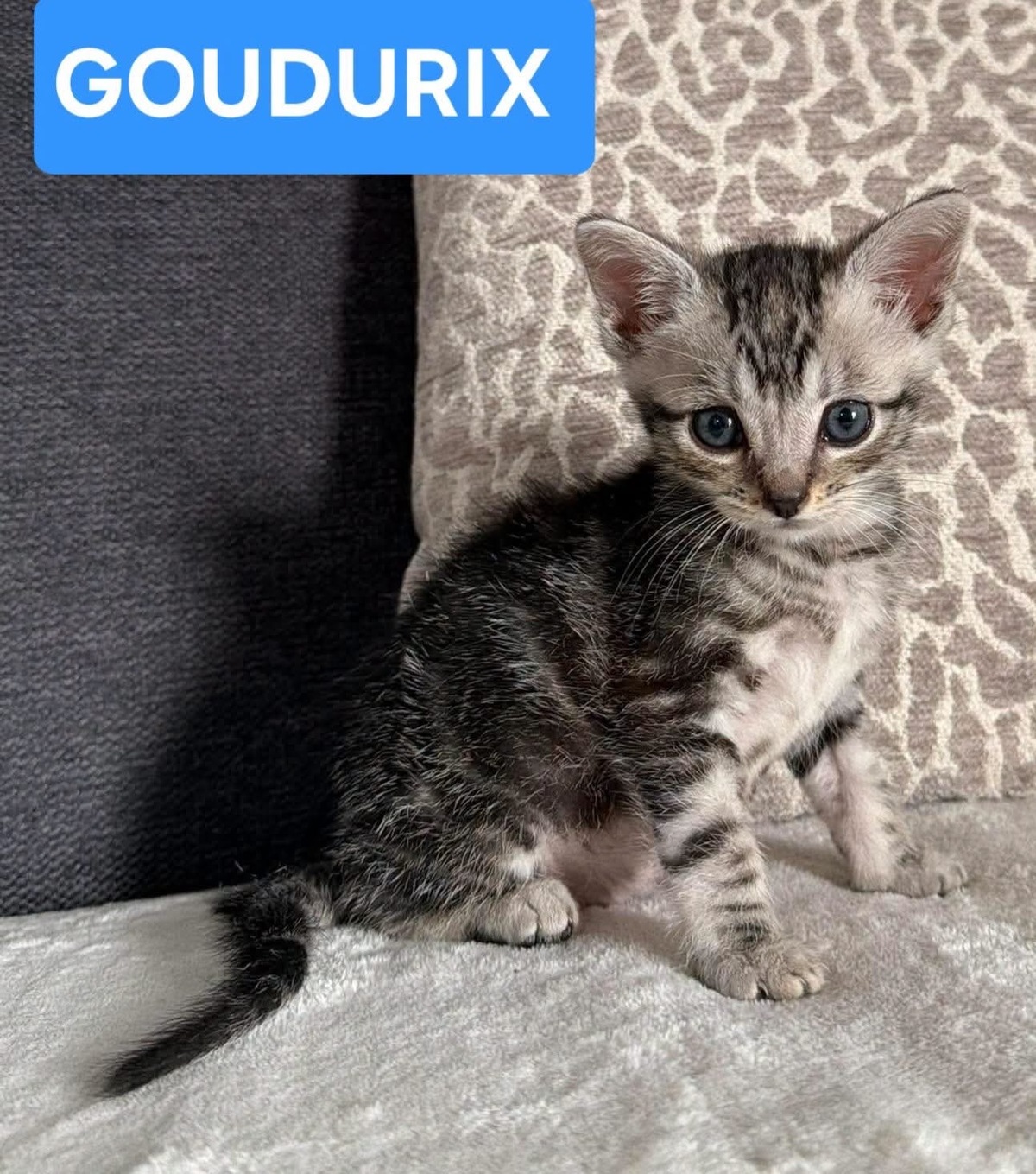 Adoption Goudurix 
